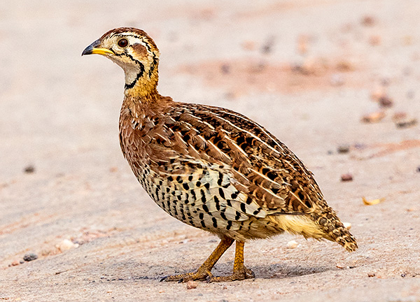 Coqui Francolin